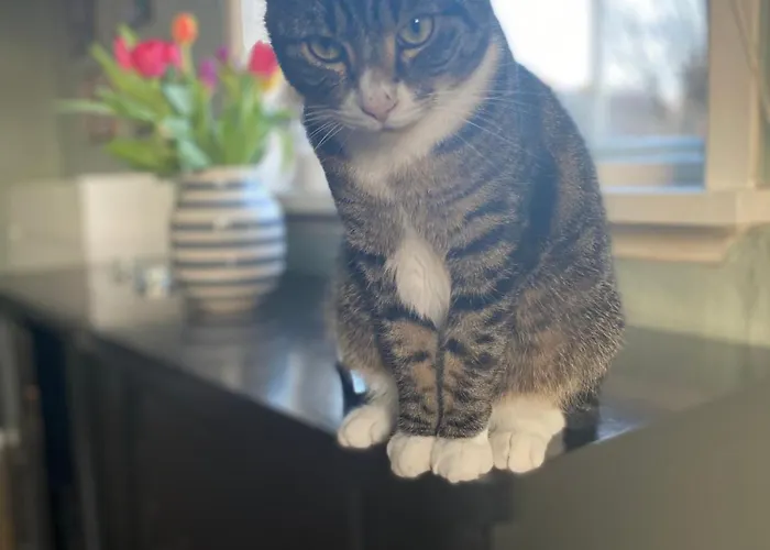 Shared Homestay szállás *